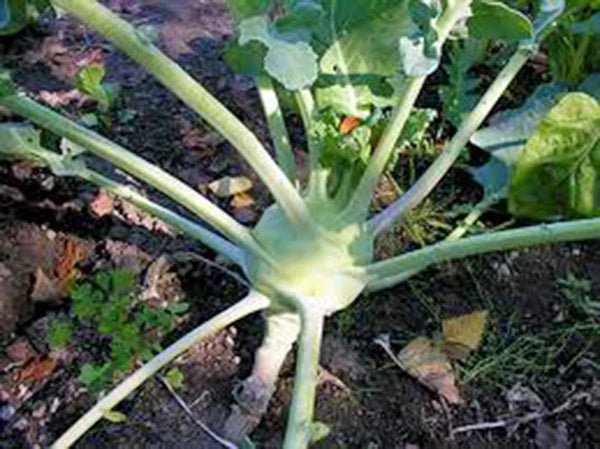 Kohlrabi Seeds, 25+ Heirloom Early White Vienna, Culinary Variety, Brassica oleracea