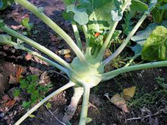 Kohlrabi Seeds, 25+ Heirloom Early White Vienna, Culinary Variety, Brassica oleracea