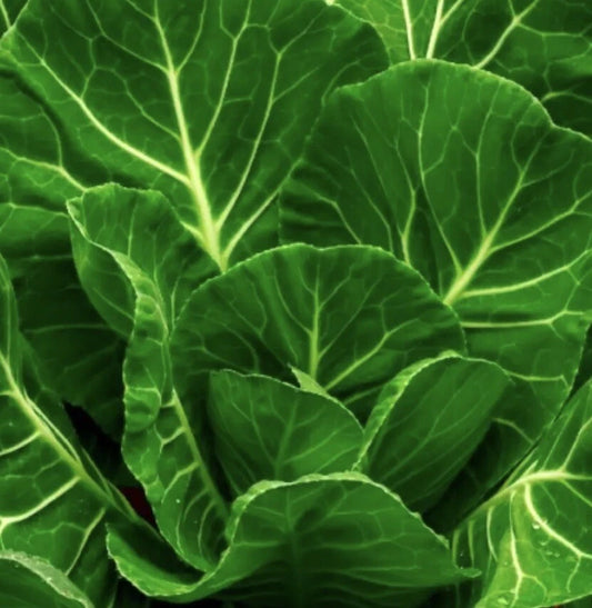 Champion Collard Greens Seeds - 2,000+ Non-GMO Vegetable Seeds - Brassica oleracea