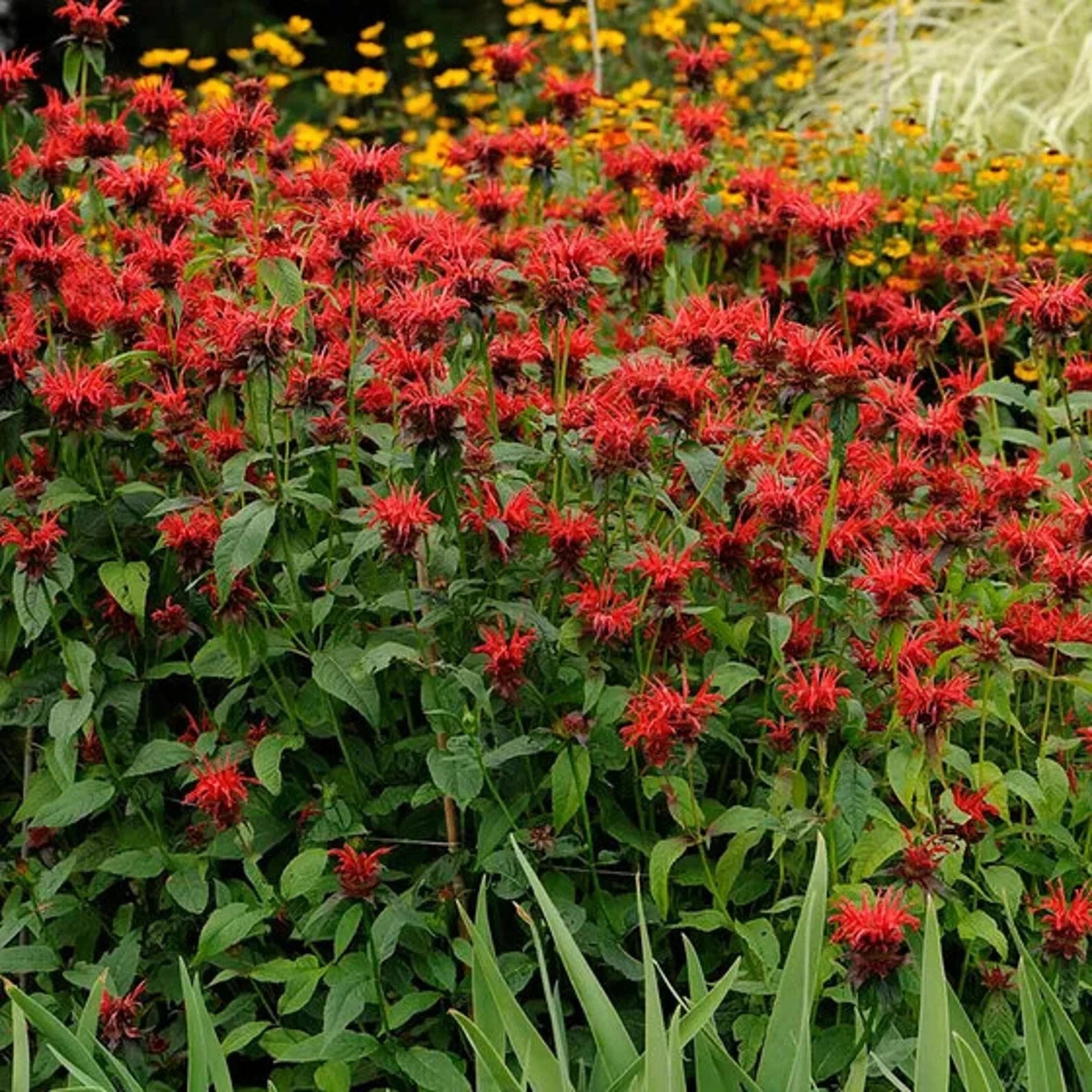 Jacob Cline Bee Balm Live Perennial Starter Plant, Mint, Monarda didyma Jacob Cline, Freshly Dug, Ready to Grow