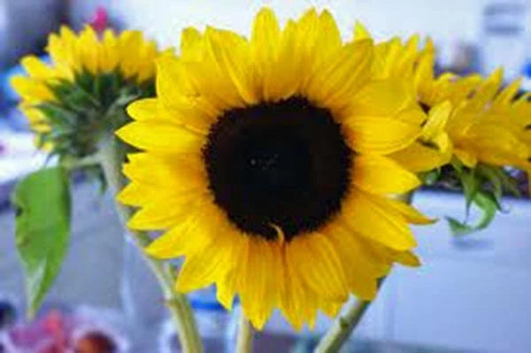 Mammoth Grey Stripe Sunflower Seeds, 25+ Newly Harvested, Helianthus annuus