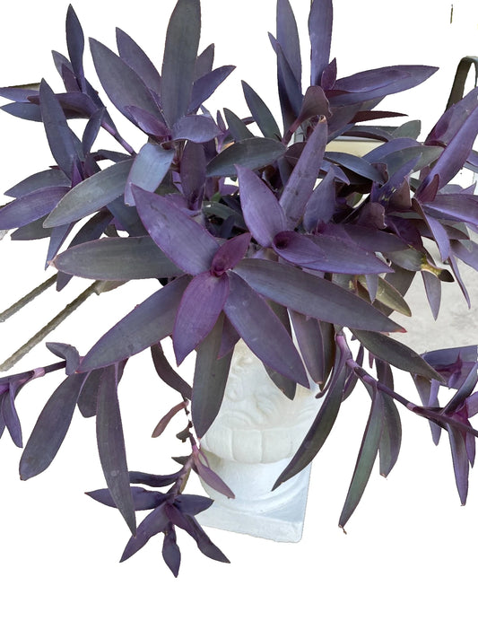 15 Purple Heart Cuttings - Wandering Tradescantia Pallida Purpurea - Live Plant Cuttings for Propagation