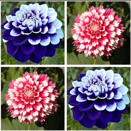 Dahlia Seeds 20pcs - Varying Colors - USA Seller - Perennial Flowers (Dahlia spp.)