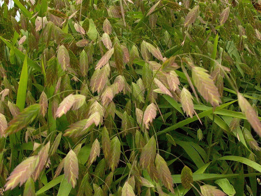 10 Roots Northern Sea Oats, Rare Native Grass, Chasmanthium latifolium, Organically Grown