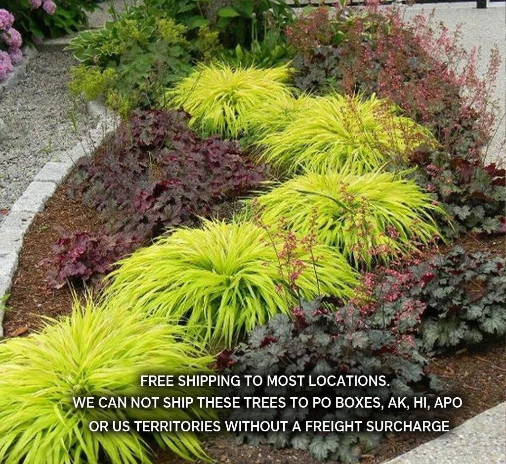 Japanese Forest Grass Plants - All Gold or Aureola - Ornamental Hakonechloa macra - 1 Gallon Pot