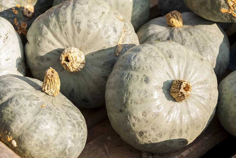 Blue Prince Pumpkin Seeds - 25+ Pack for Garden Planting - Cucurbita pepo - USA Grown, Non-GMO, Heirloom Variety