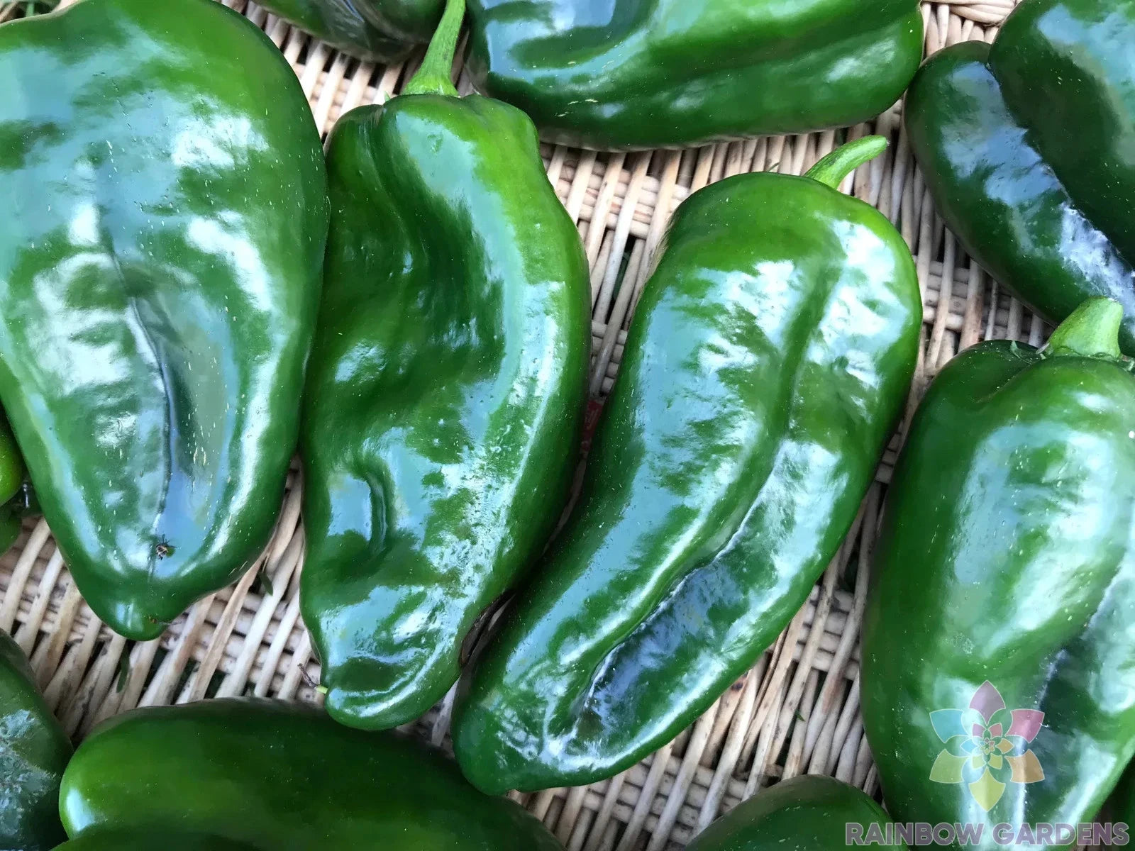 Ancho Poblano Hot Pepper Seeds - 25+ Pack - Ideal for Garden Planting - Capsicum annuum
