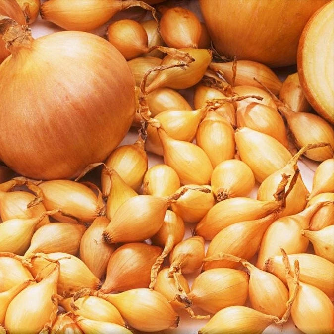 Yellow Spanish Globe Onion Sets | Long Day Bulb Seeds | Allium cepa | Fast Shipping 2025