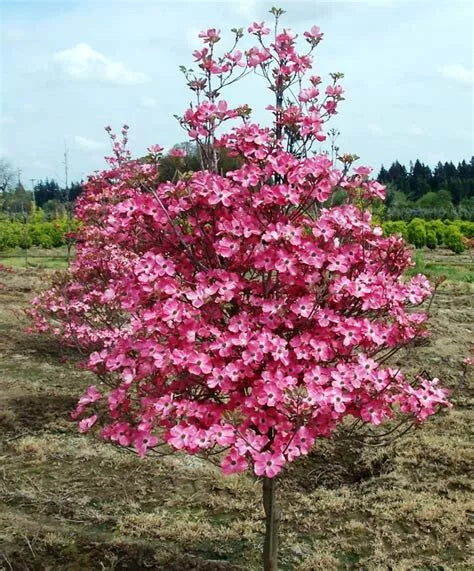 Cherokee Chief Dogwood Tree 16+ Inches Live Plant Cornus florida 'Cherokee Chief' Red Flowering Deciduous Tree