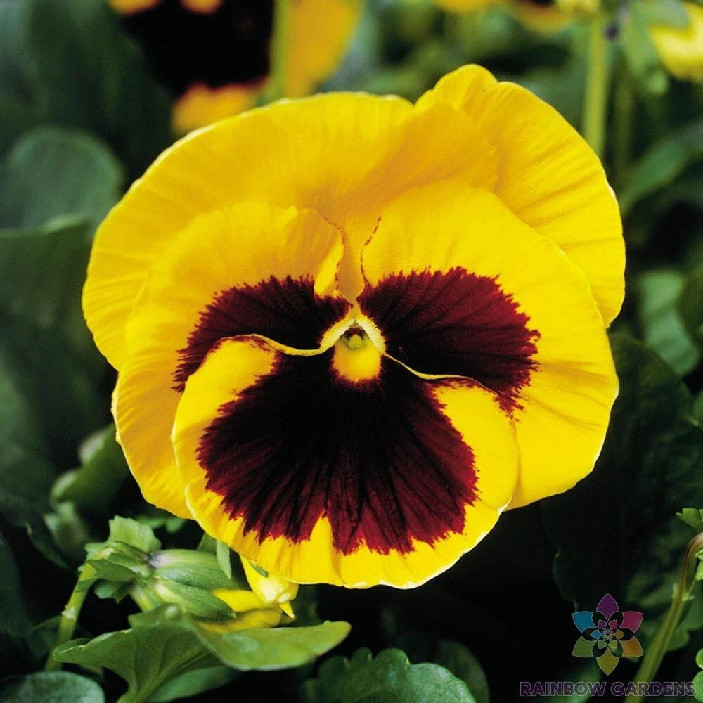 Majestic Giants Yellow Blotch Pansy Seeds - 200+ Count (Viola) - Premium Flower Seeds for Garden or Pots