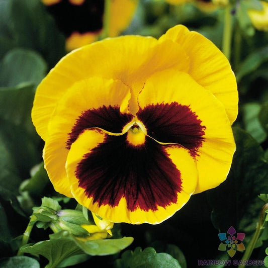 Majestic Giants Yellow Blotch Pansy Seeds - 200+ Count (Viola) - Premium Flower Seeds for Garden or Pots