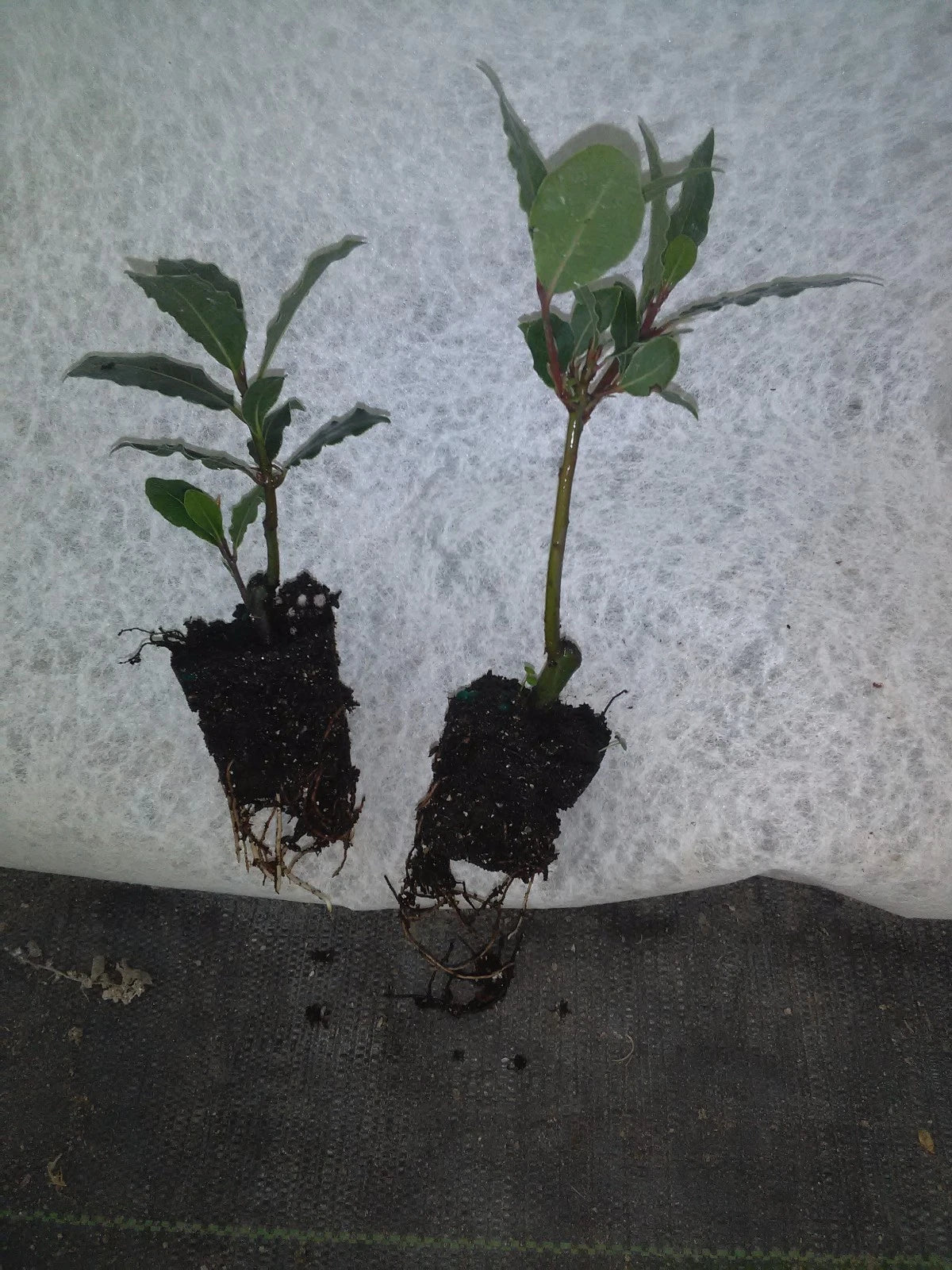 Bay Leaf Tree Live Plant Laurus nobilis Bay Laurel