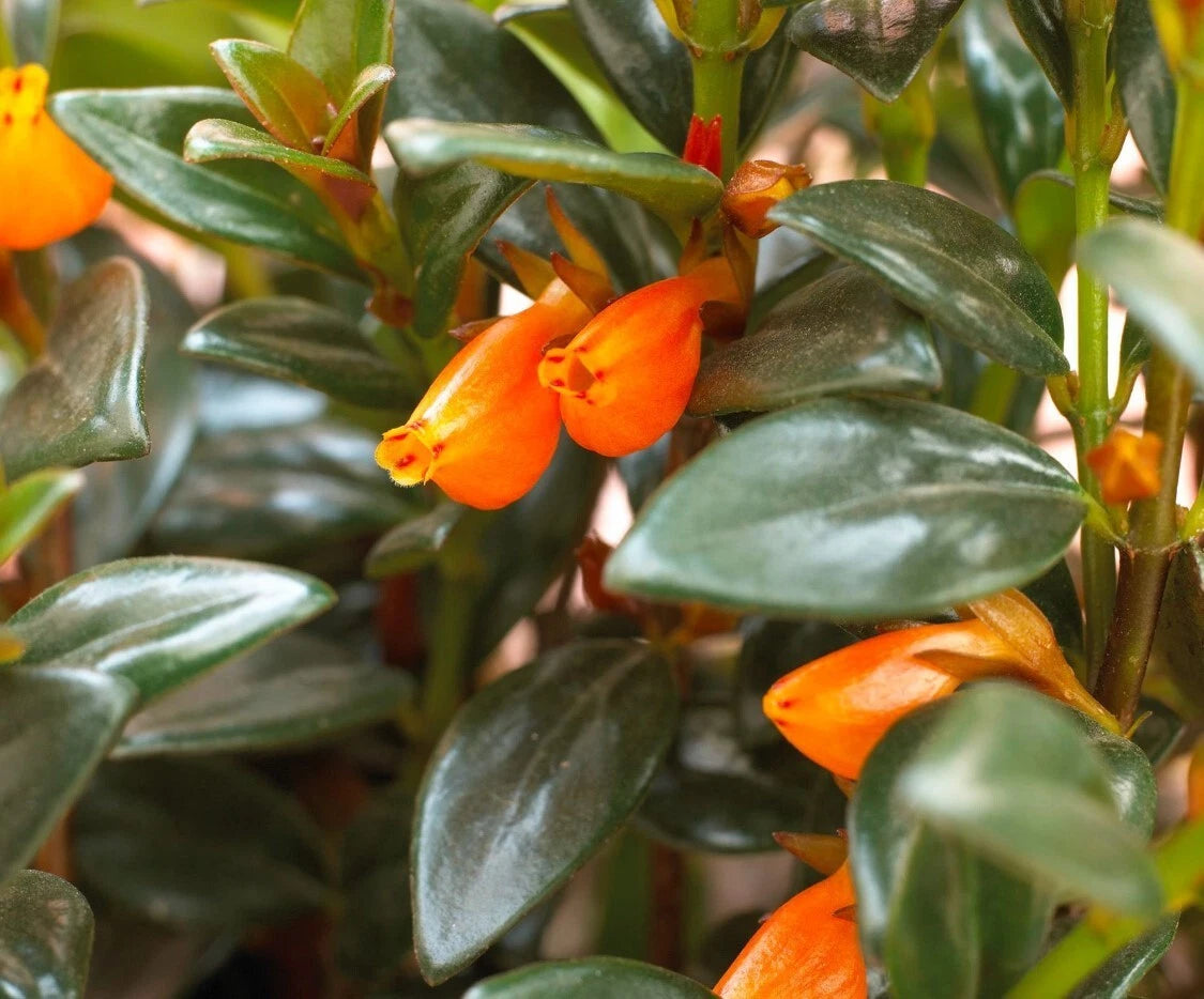 Black Goldfish Plant 4" Pot - Nematanthus - Ornamental Houseplant - Dark Foliage - Indoor Succulent
