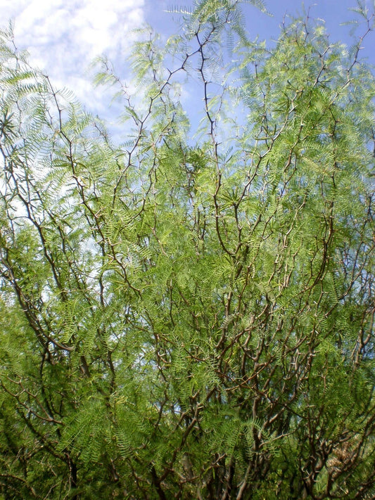 Chilean Mesquite Seeds, 30 Count, Prosopis chilensis, Drought-Tolerant Tree, Ideal for Landscaping and Erosion Control