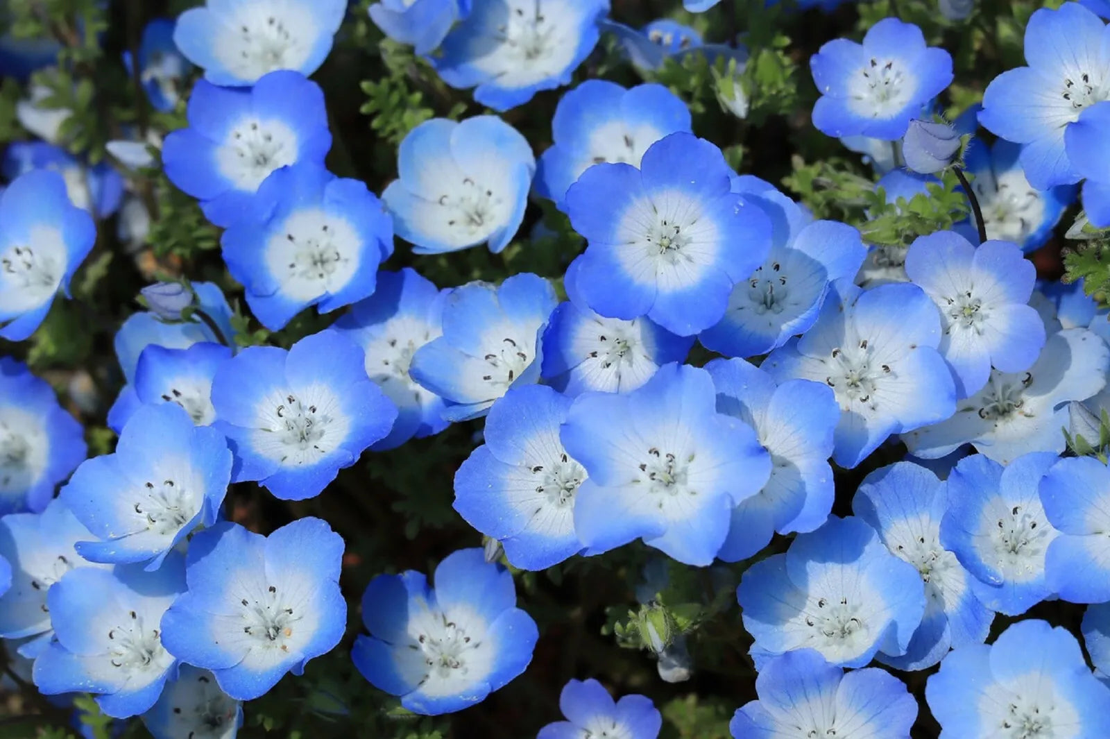 Baby Blue Eyes Seeds - 250 Pack, Low Ground Cover Flowers, Blue, Nemophila Menziesii