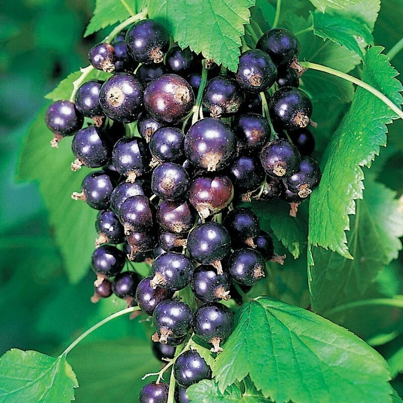 Ben Lomond Black Currant Starter Plant - 6-8 ft Edible Shrub - Self-Pollinating, Zones 3-7, Organic, Fruit for Jams & Juice