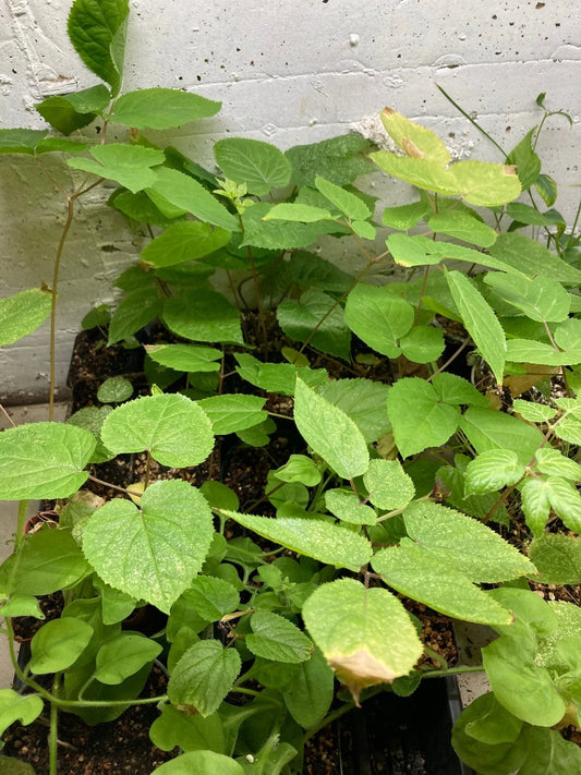 American Spikenard Plant - Native Perennial Edible Shade - Aralia racemosa - Herbal Garden Starter