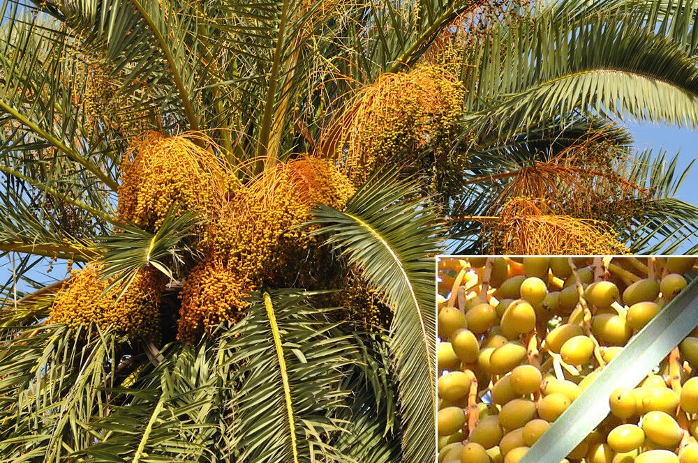 Canary Island Date Palm Tree Seeds, 15 Seeds, Phoenix canariensis, Pineapple Palm Tree Seeds