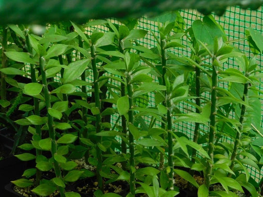 5x Pereskiopsis spathulata Grafting Stock Cactus Cuttings, 6" - Ideal for Grafting and Plant Propagation