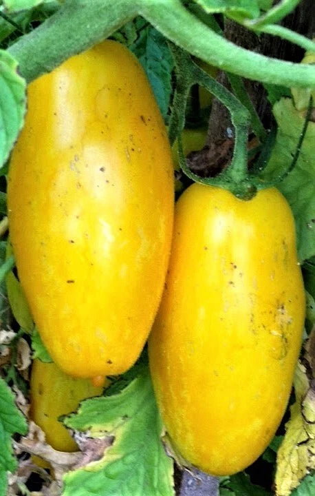 Banana Legs Yellow Tomato Seeds 50 Ct Heirloom Non-GMO Vegetable Seeds for Home Gardening
