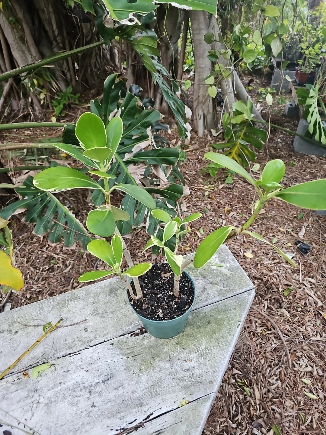 Clusia Rosea Variegated Pitch Apple Tree Plant - 6" Pot, Autograph Tree, Variegata Variety, Indoor/Outdoor Foliage