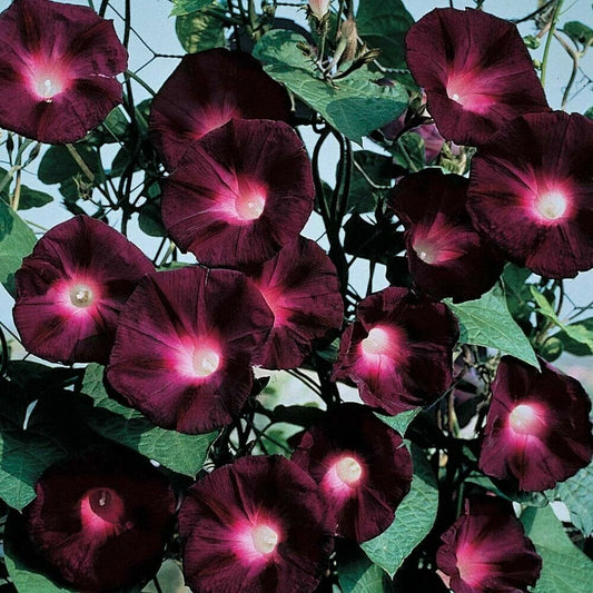 Black Knight Morning Glory Seeds - 20 Pack - Annual Climbing Vine - Ipomoea purpurea