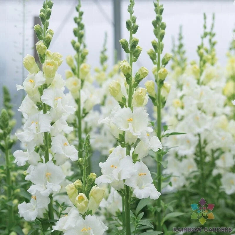 Chantilly White Snapdragon Seeds - 1000+ Count - Antirrhinum majus - Ideal for Gardens - USA Grown - Free Shipping