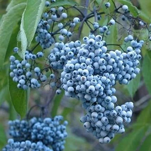 Blue Elderberry Seeds - 50 Non-GMO Seeds for Planting - Sambucus Caerulea - Organic Blue Berries