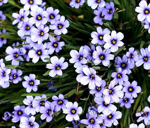 Blue Eyed Grass Seeds - 1,000 Bulk Seeds - Sisyrinchium bellum - Wildflower Garden Planting
