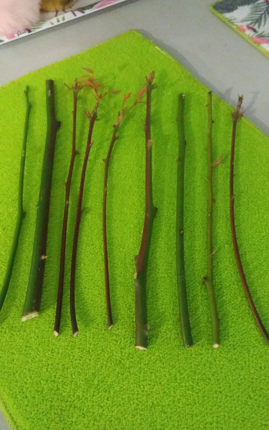 Camphor Laurel Cuttings 8-10" Organic Bush Tree Medicinal Herb Cinnamomum camphora Natural