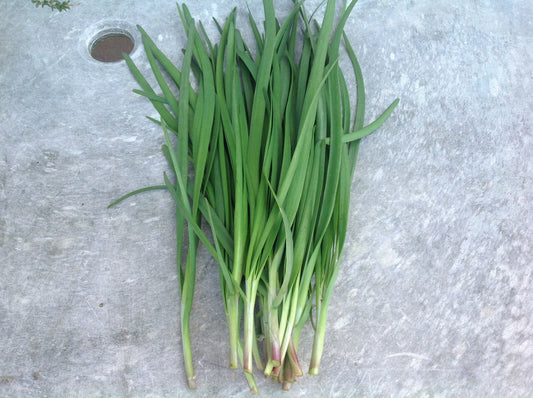 Fragrant Purple Garlic Chives Bare Roots Live Plants - Fast Growing Allium tuberosum