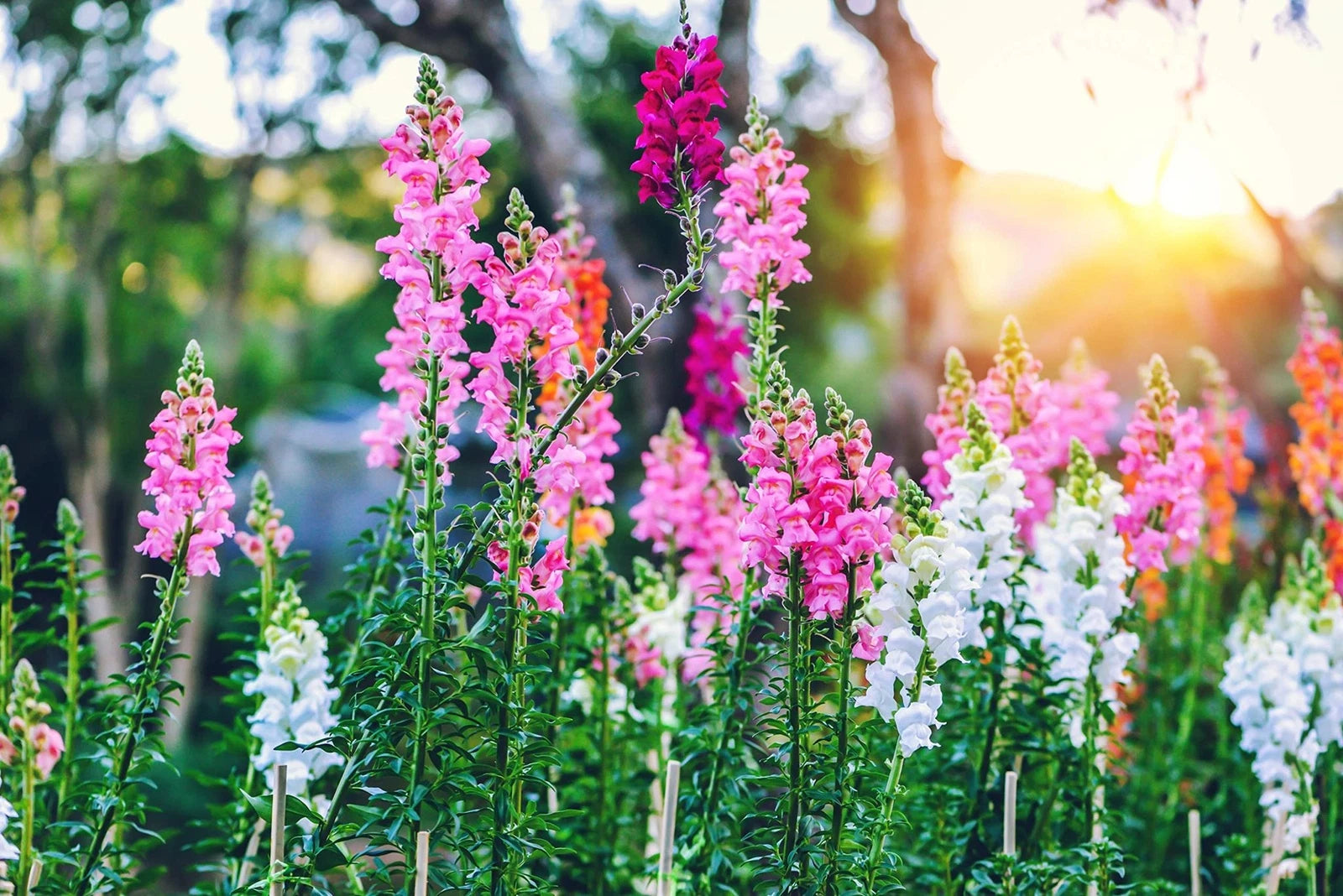 Snapdragon Seeds - 250+ Count - Exotic Garden Flowers - Antirrhinum majus - Made in USA, Ships Fast