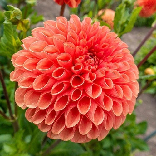 25 Linda Dahlia Seeds | Perennial Flower Seeds | Colorful Blooms | Dahlia variabilis
