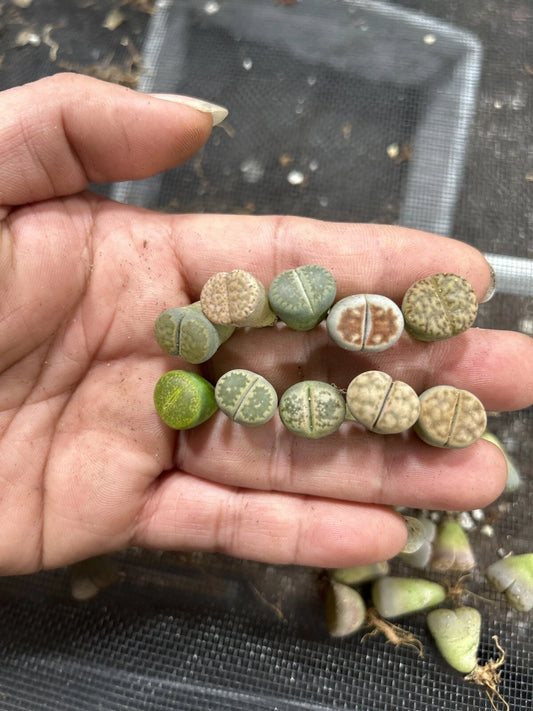 30pc Living Stone Lithops Succulent Plants - 0.4-0.5” Bare Root - Unique Desert Gems for Indoor Gardens