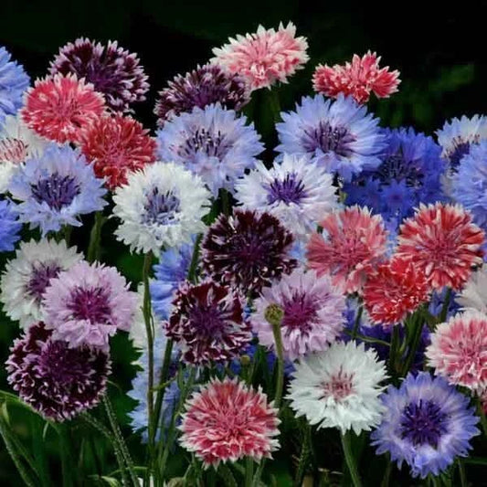 Bachelor's Button Seeds - 50 Classic Artistic Annual Flower Seeds - Centaurea cyanus - Vibrant Blue Blooms