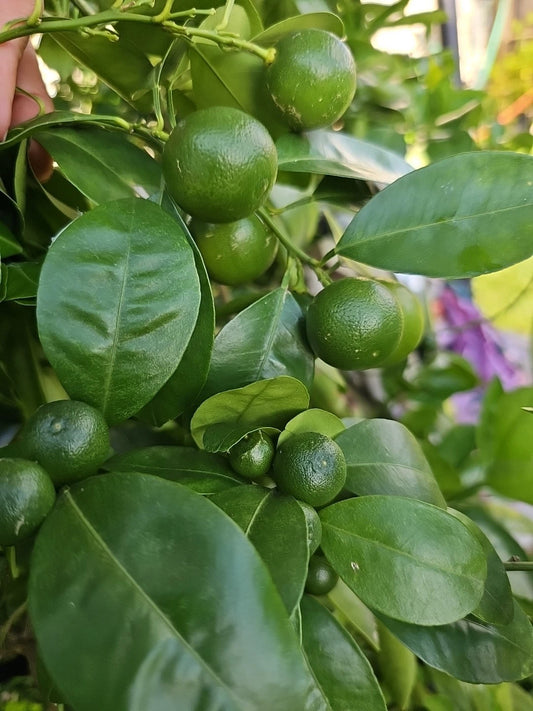 Calamansi Live Plant in Pot - Asian Calamansi Citrus microcarpa - Fresh Indoor/Outdoor Fruit Plant from USA 🇺🇸