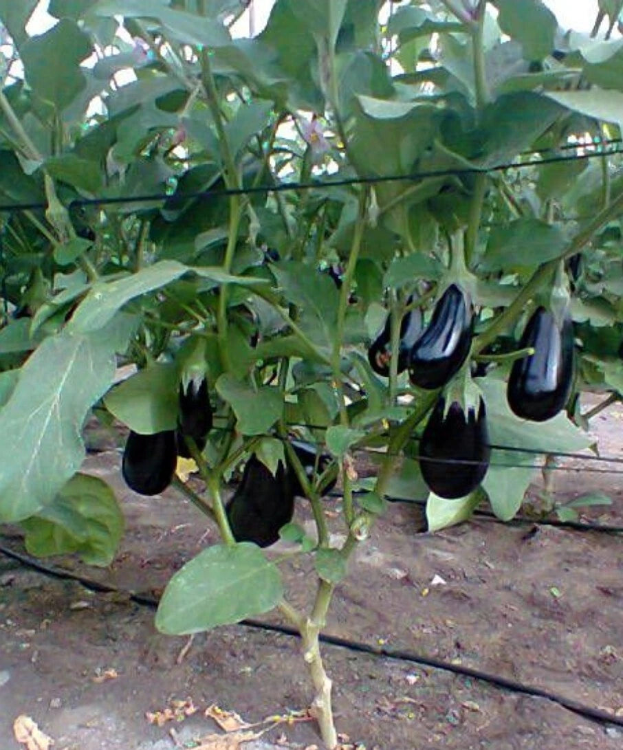 Black Beauty Eggplant Seeds - 50+ Heirloom, Non-GMO, Organic - Solanum melongena