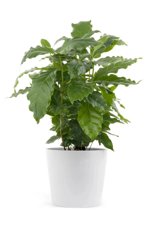 Arabica Coffee Bean Starter Plant - Rooted - Perfect for Home Brewing - Coffea arabica
