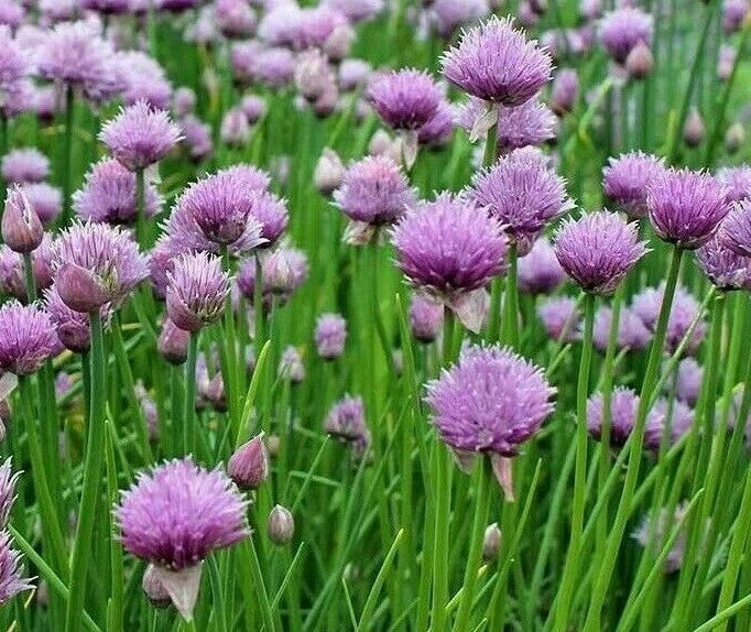 Chives Seeds 500+ Perennial Herb Allium Schoenoprasum Culinary Garden