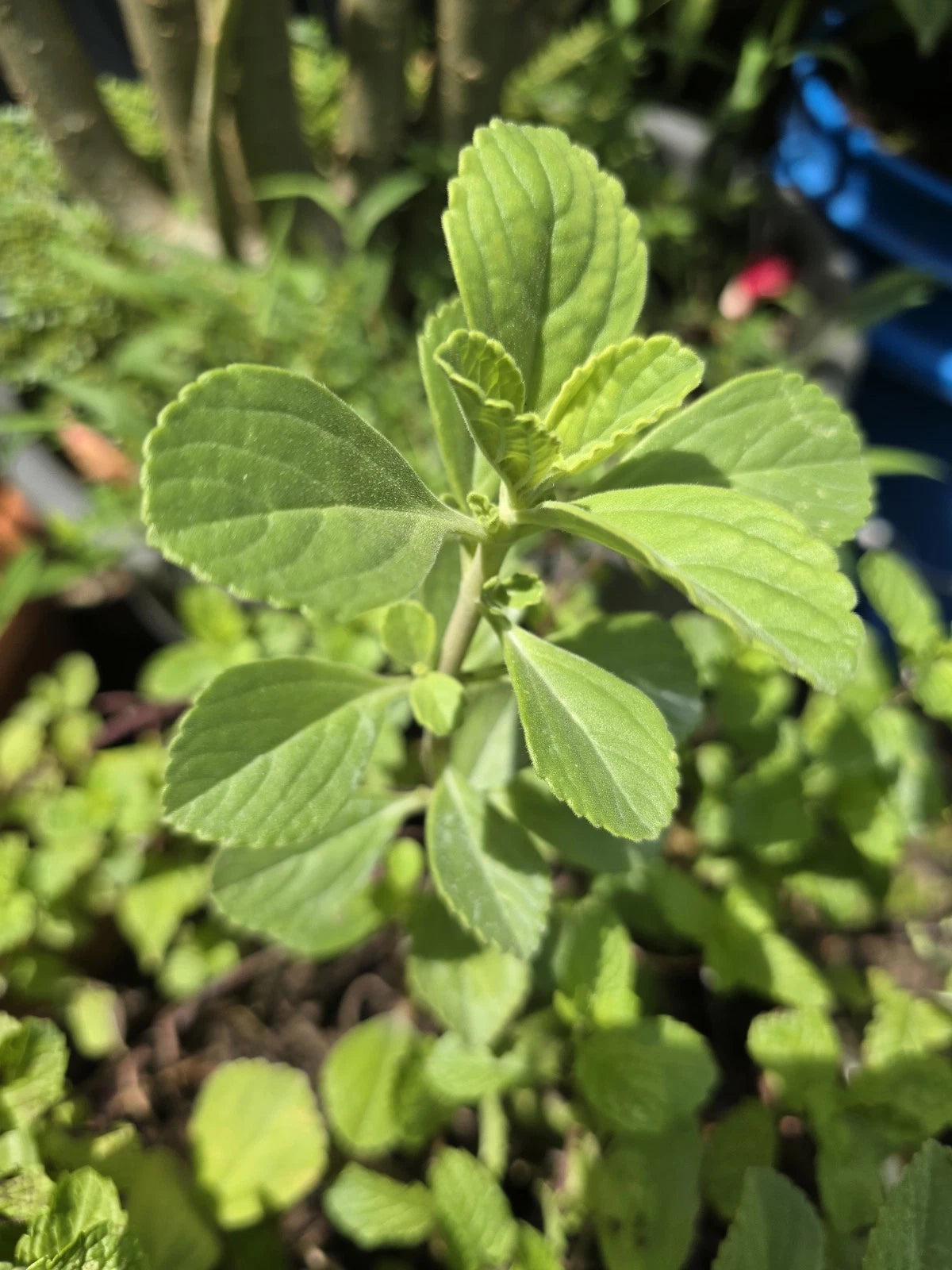 Meprobamato Boldo Fresh Cuttings for Propagation - Medicinal Herb - 4 Cuttings