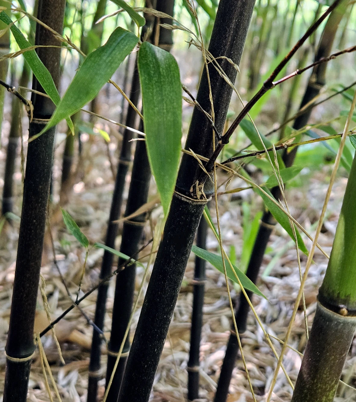 Black Bamboo Rhizomes – Cold-Hardy Evergreen Variety – Privacy Screen, Fast-Growing Plant (Phyllostachys nigra)