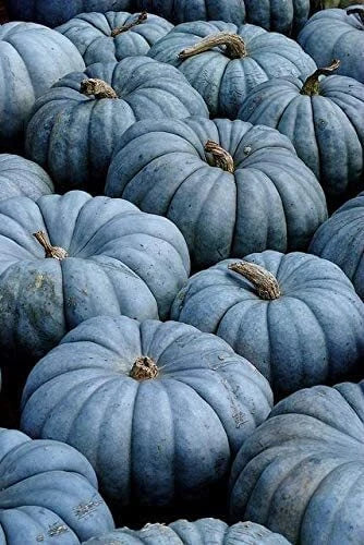 Blue Pumpkin Seeds | 100 Count | Exotic Blue Jarrahdale Variety | Cucurbita maxima