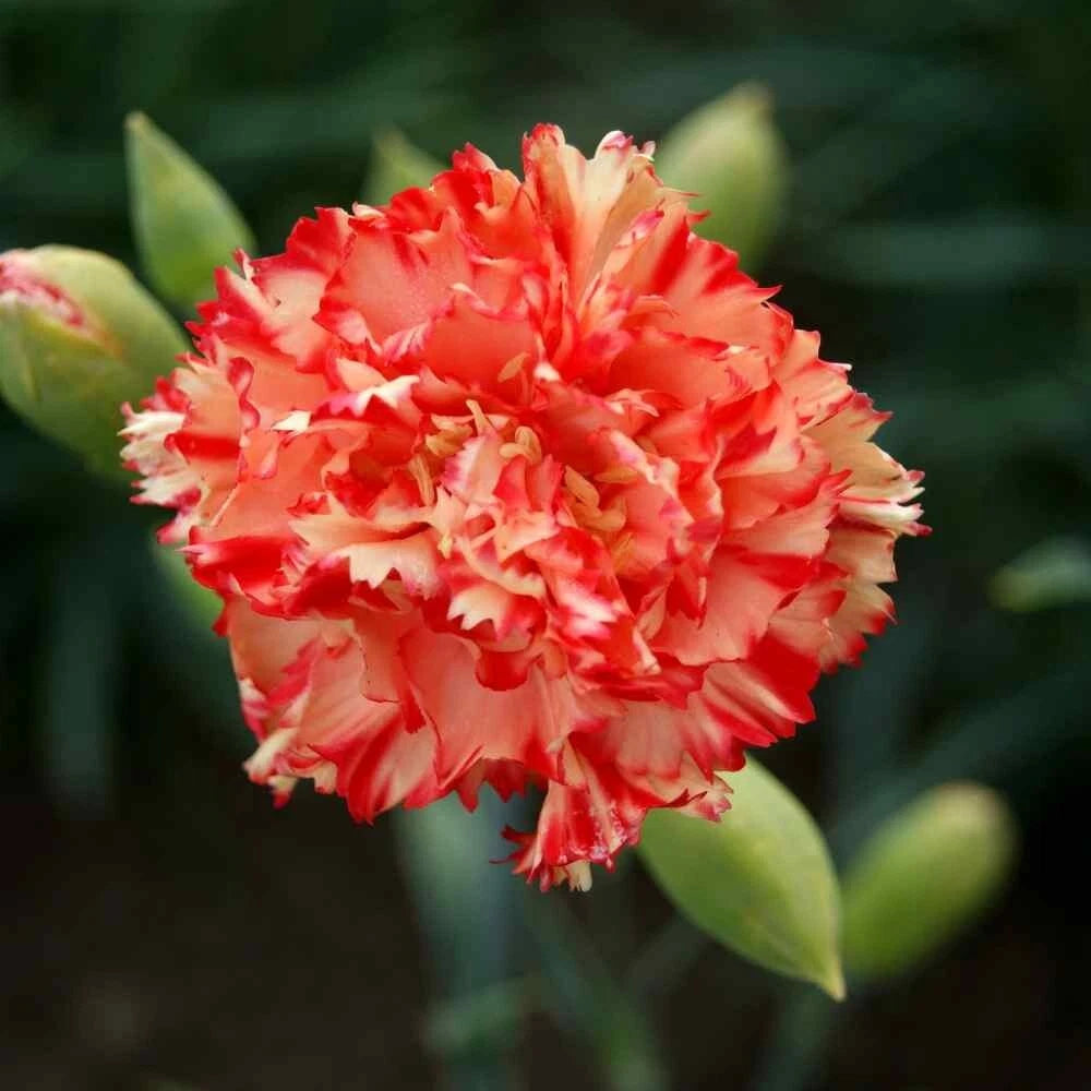 Chabaud Carnation Seeds - 100 Perennial Flower Seeds - Dianthus Flowers - USA Variety