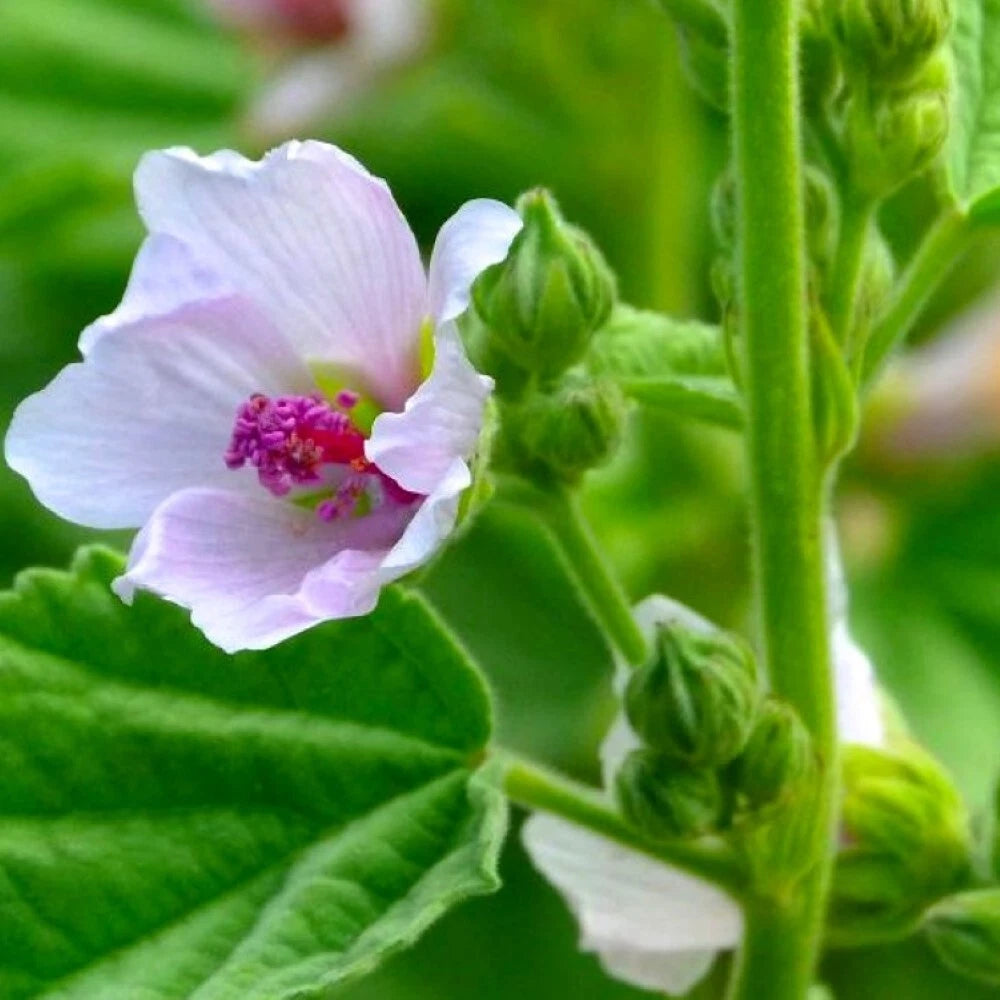 Marshmallow Seeds | Heirloom NON-GMO | Fresh Garden Seeds | Althaea officinalis
