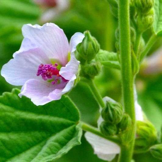 Marshmallow Seeds | Heirloom NON-GMO | Fresh Garden Seeds | Althaea officinalis