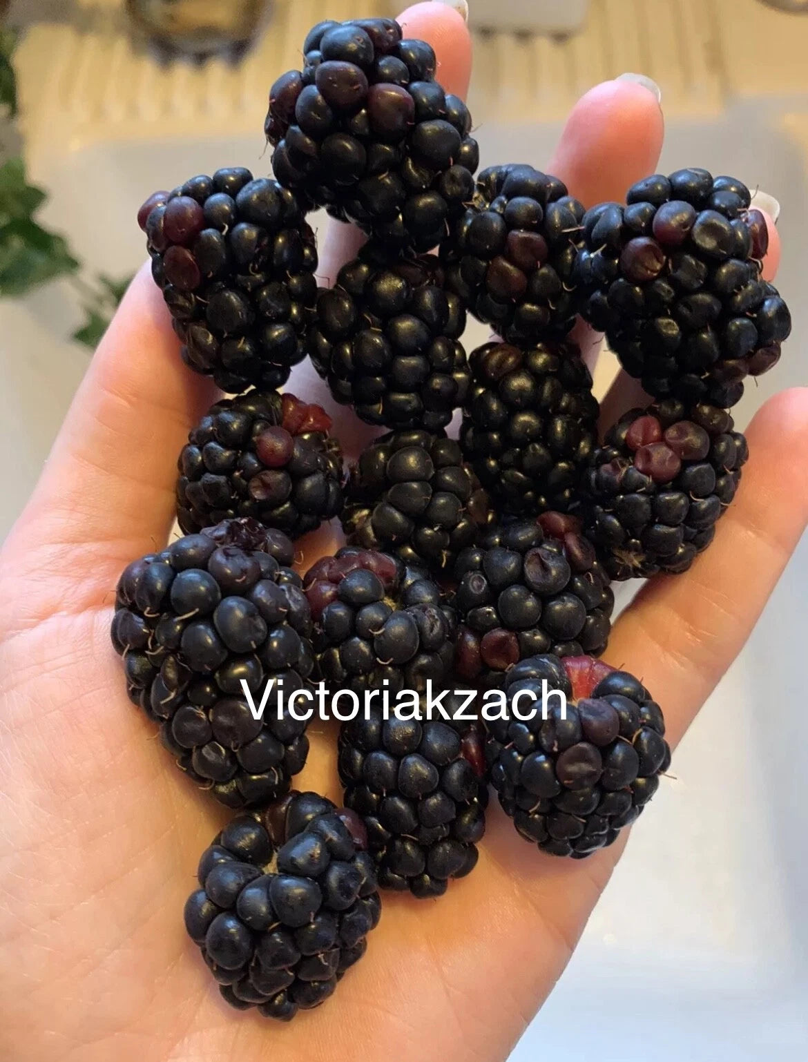 Blackberry Seeds - Organic Non-GMO Berry Bush - Homegrown Edible Garden - Rubus fruticosus - TX USA