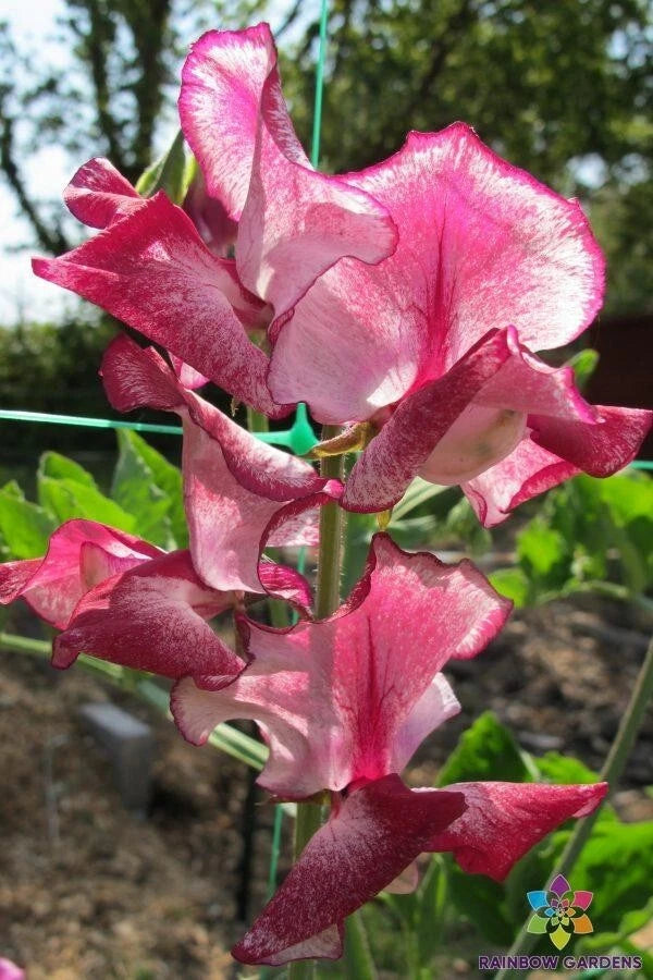 Jacko Sweet Pea Seeds - 50+ Pack for Garden Planting - Lathyrus odoratus - USA Grown, Free Shipping