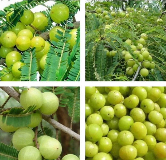 10+ Seeds - Indian Gooseberry, Amla - Phyllanthus Emblica Tree Seeds for Planting
