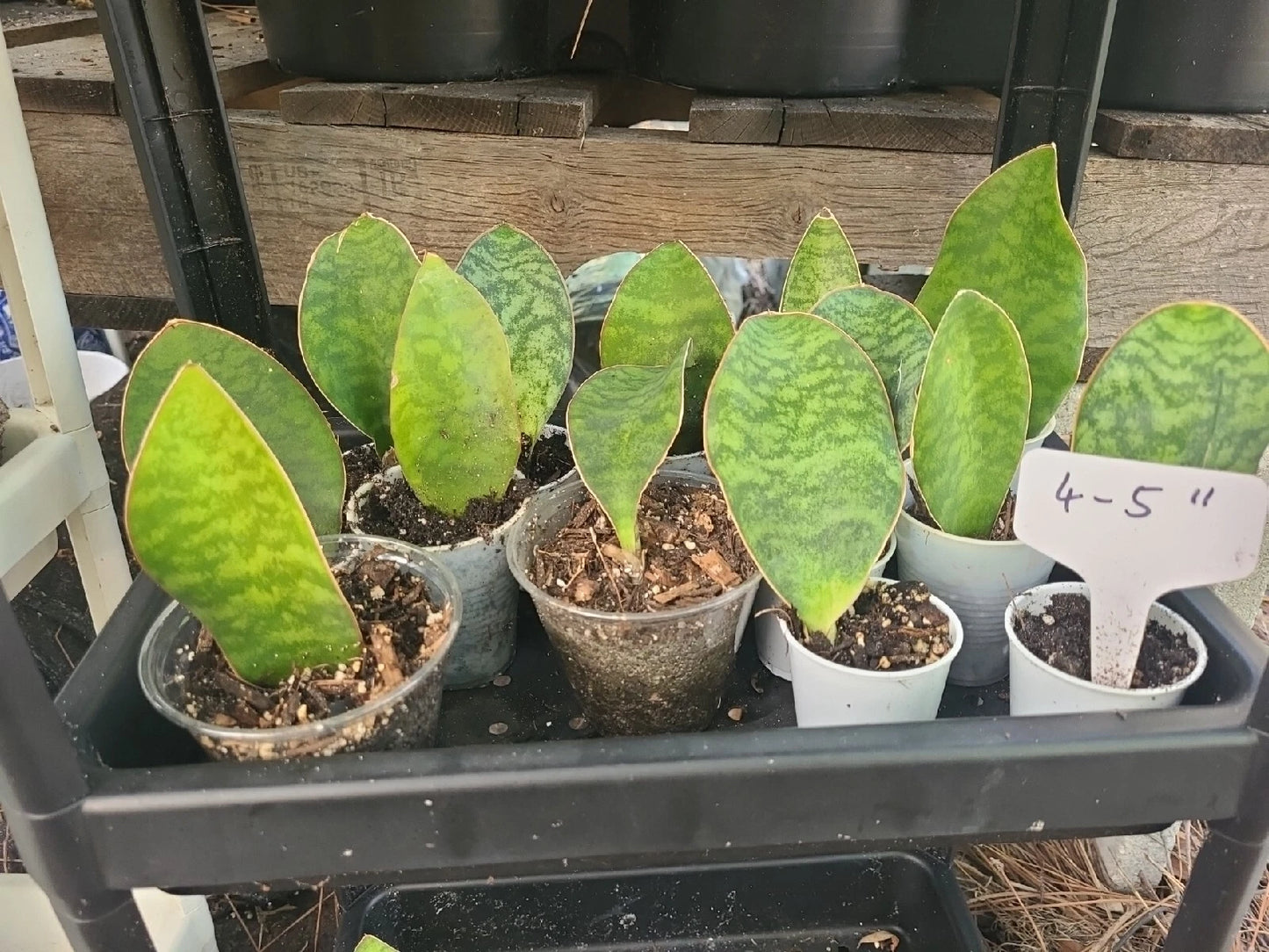 Baby Sansevieria Masoniana Whale Fin Snake Plant 4-5" Rooted - Bare Root Sansevieria Masoniana, Indoor/Outdoor Plant