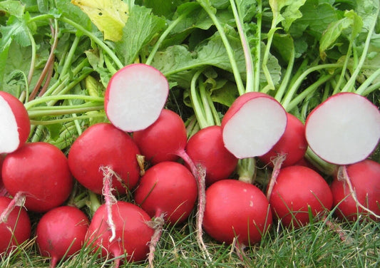 Cherry Belle Radish Seeds - 300+ Non-GMO Vegetable Seeds (Raphanus Sativus) - USA Grown
